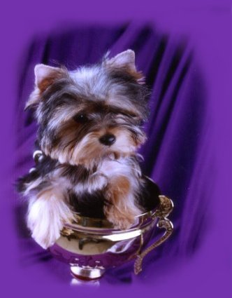 Yorkshire Terrier