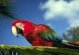 Guacamayo Rojo 800 x 600 pxels