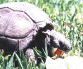 "PANCRACIA" Comiendo Zapallitos.