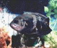 "PILON" ( Astronotus)